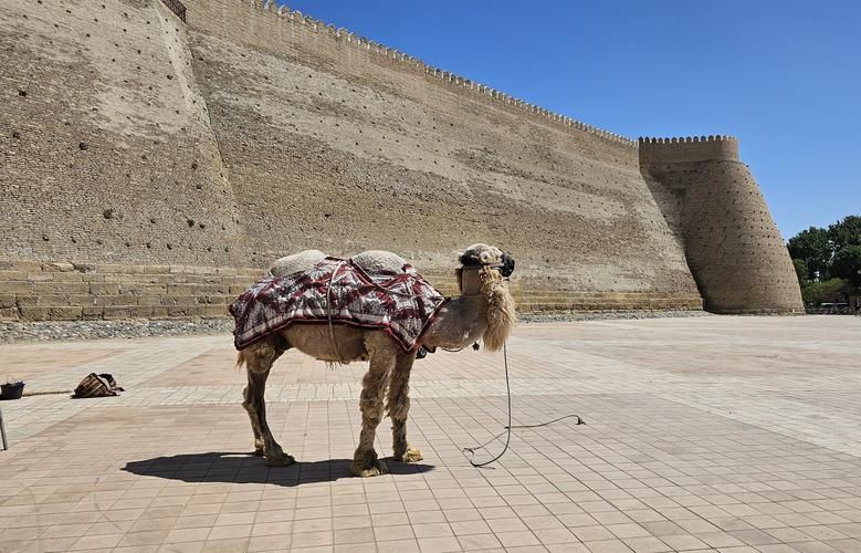 Два сердца под Шёлковым путём